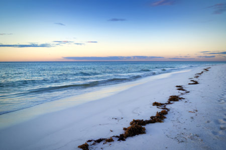A photograph of vibrant green seaweed sprawled across a pristine white sand beach.の写真素材