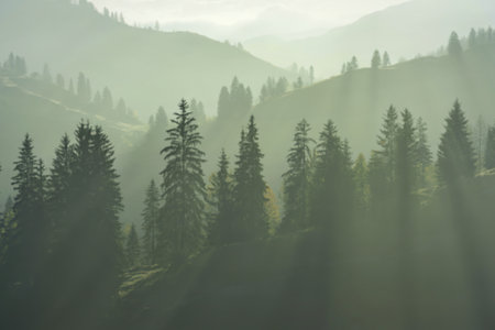 A minimalist photograph of a tranquil alpine forest landscape shrouded in ethereal morning mistの写真素材