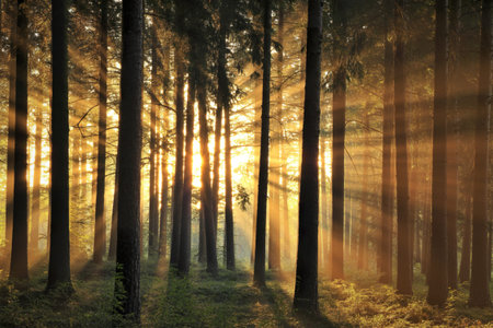 A photograph of a dense pine forest