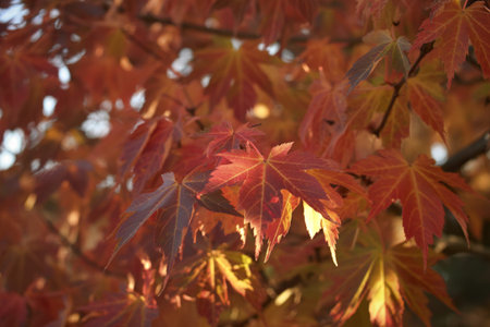 A close-up photograph of vibrant red maple leaves
