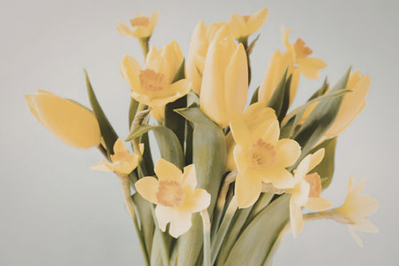 A bouquet of vibrant yellow daffodils with green leaves against a light gray background.