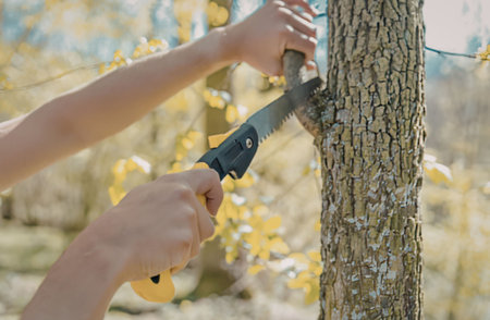 A person cutting down a tree with a saw