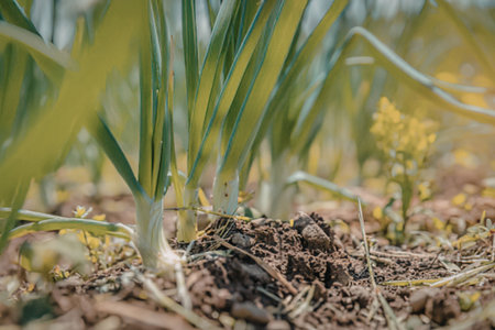 A close-up view of green onions growing in soil