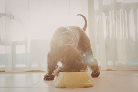 Dog eats from yellow bowl on floor