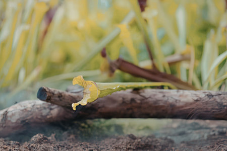 A small yellow flower growing on a log