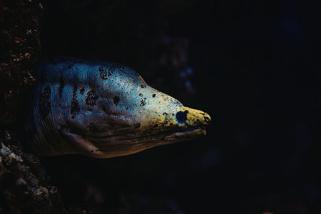 Closeup of eel fish in dark waterの写真素材