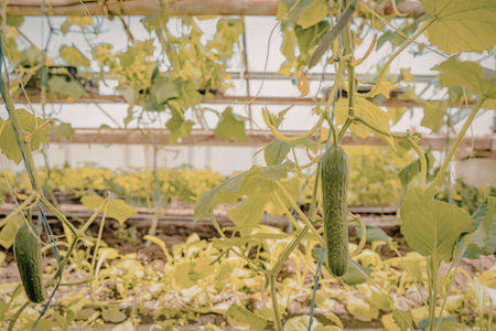Cucumber plants growing in greenhouseの写真素材