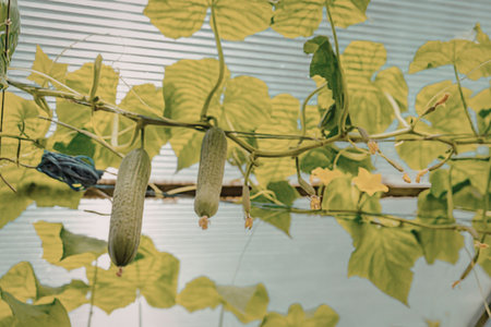 Green plant growing near window