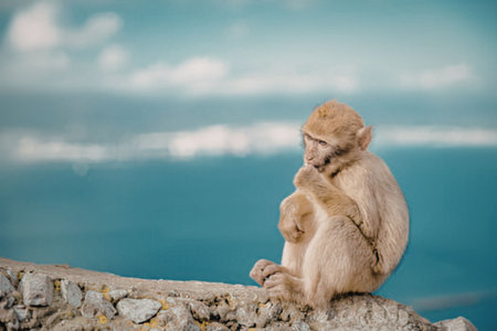 Monkey sitting on a stone wall