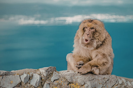 Monkey sitting on a rock