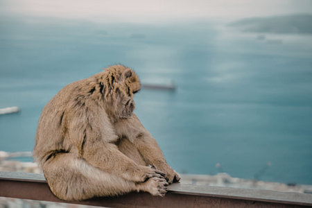 Monkey sitting alone on a rail