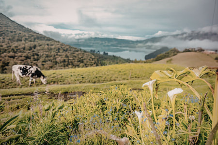 Serene landscape with cow grazing