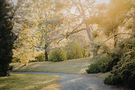 Serene pathway through lush green landscape