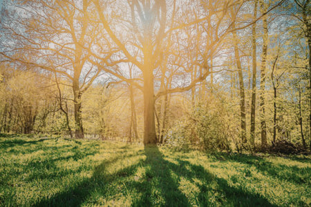 Sunlight filtering through trees in forest
