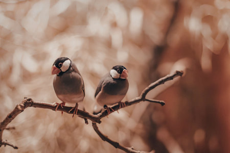 Two birds perched on a tree branch