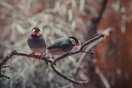 Two birds perched on a tree branchの写真素材