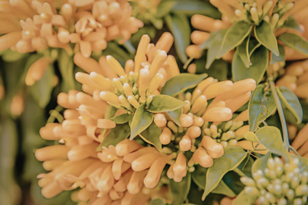 Vibrant orange flowers in bloomの写真素材