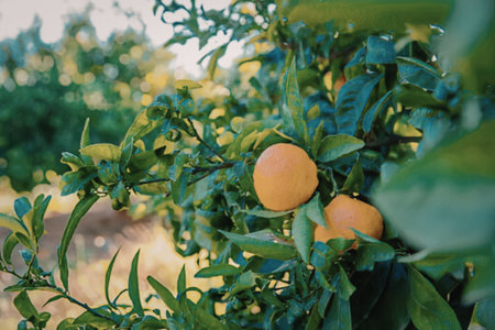 Vibrant oranges hanging from lush green tree branches