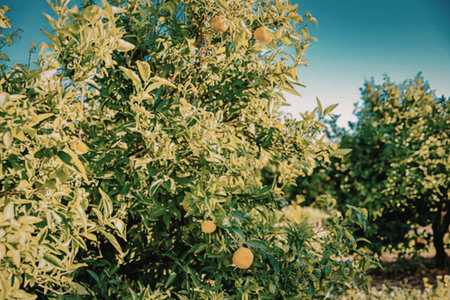 Vibrant orange trees in a lush orchard setting
