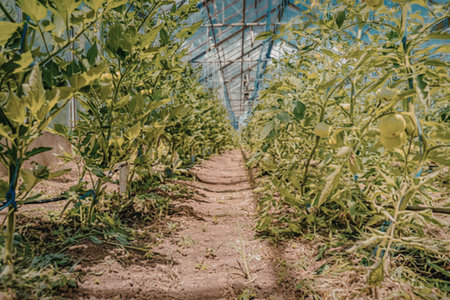 Inside a greenhouse with plants