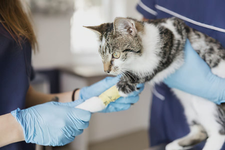 A veterinarian wearing blue gloves is examining a cat's injured eye. The cat has a white and grey coat and appears to be in a veterinary clinic. The veterinarian is holding a white object, possibly a flashlight or an instrument, near the cat's eye.