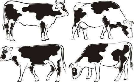 cow and bull - grazing and walking cattleのイラスト素材