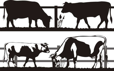 cow and bull on the pastureのイラスト素材