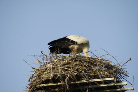 white storks in the nest