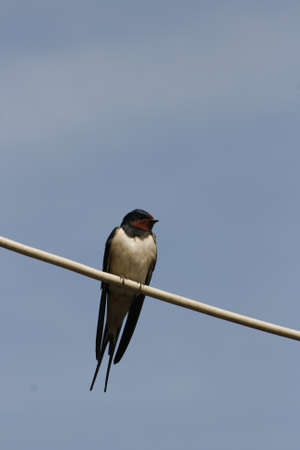 swallowの写真素材