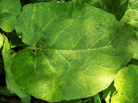 close-up photo of burdock`s leafの写真素材