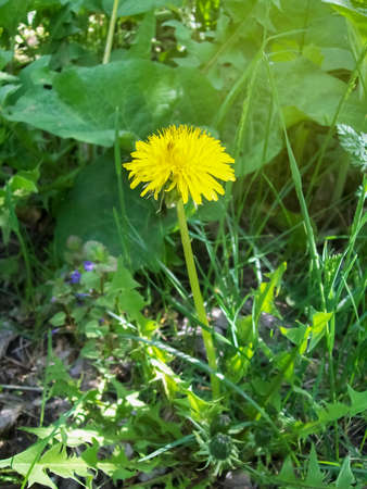 single isolated dandelion beside wild natureの写真素材