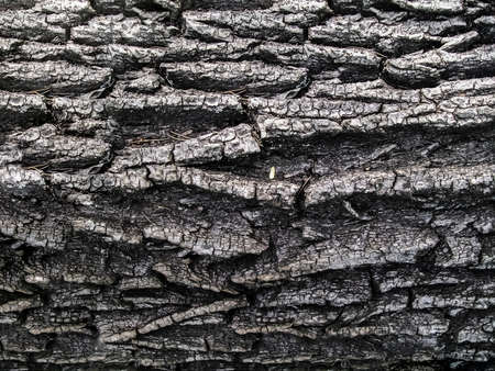 texture of bark close upの写真素材