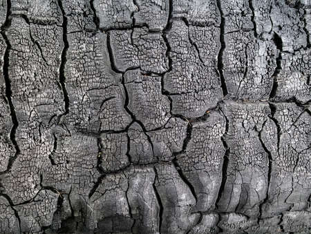 close up photo of burned wood textureの写真素材