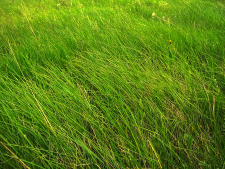 hight green grass, swaying by windの写真素材