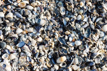 many seashells on the beach in Italy