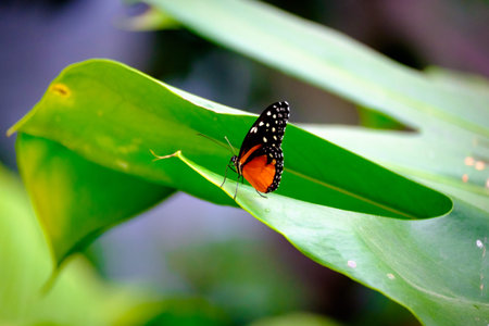 Beautiful and colorful tropical butterfly on large green leafの写真素材