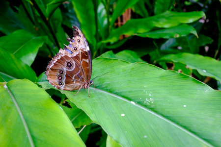 Beautiful and colorful tropical butterfly on large green leaf