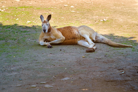 Kangaroo rests in the shade on a sunny dayの写真素材