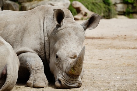 great rhino rests in the summer heat, with visible hornの写真素材