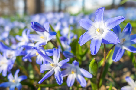 A field of blue flowersの写真素材