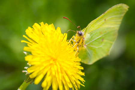 Butterfly feeding on dandelionの写真素材