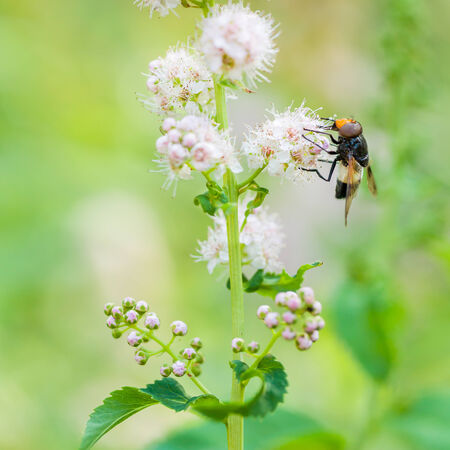 Fly on pale pink flowerの写真素材