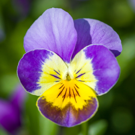 Garden violaの写真素材