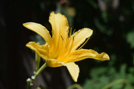 Yellow flowerの写真素材