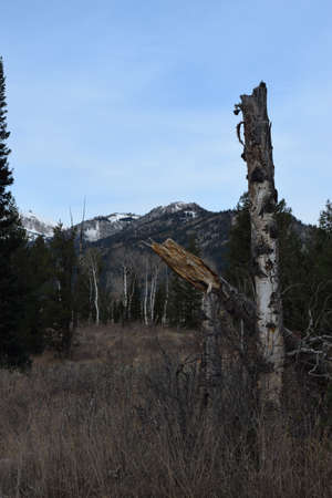 Broken Treeの写真素材