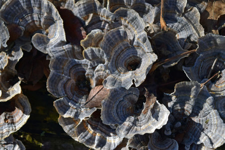 White-rot, turkey tail fungi on a fallen log near Lake Bixhoma.の写真素材