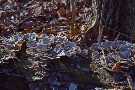 White-rot, turkey tail fungi on a fallen log near Lake Bixhoma.の写真素材