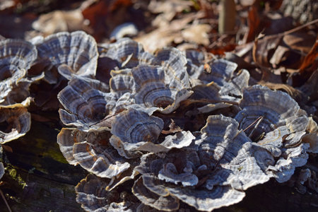 White-rot, turkey tail fungi on a fallen log near Lake Bixhoma.の写真素材