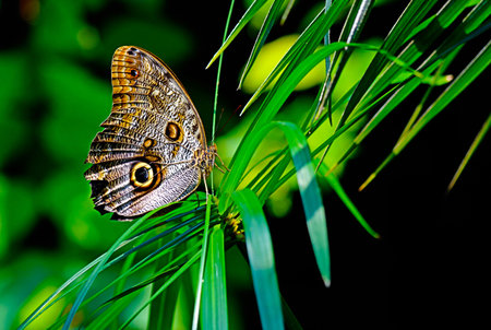 Spotted Giant Owl butterfly resting on a green plant.