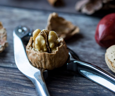 A close up macro view of a freshly cracked walnut in a nut cracker surrounded by shells and other...